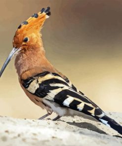 Hoopoe Bird Animal Diamond Paintings