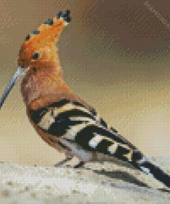 Hoopoe Bird Animal Diamond Paintings