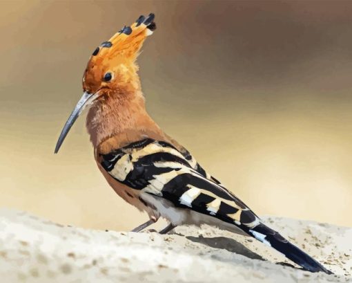 Hoopoe Bird Animal Diamond Paintings