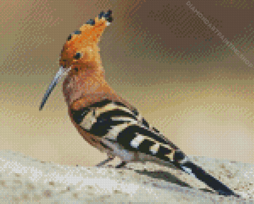 Hoopoe Bird Animal Diamond Paintings