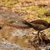 Lyrebird Side View Diamond Paintings