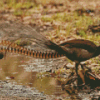 Lyrebird Side View Diamond Paintings