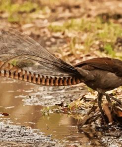 Lyrebird Side View Diamond Paintings