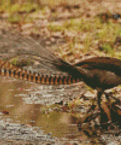 Lyrebird Side View Diamond Paintings