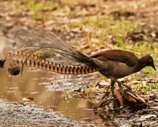 Lyrebird Side View Diamond Paintings