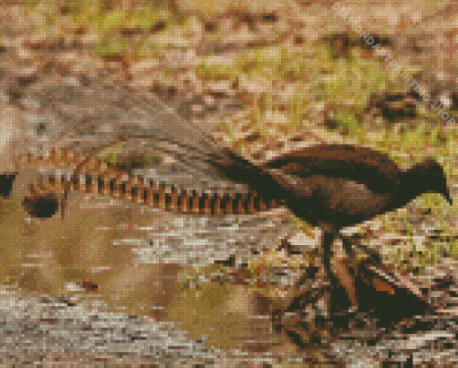 Lyrebird Side View Diamond Paintings