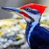 Pileated Woodpecker Diamond Paintings