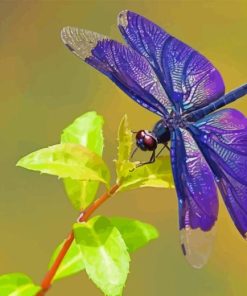 Dragonfly Wings Diamond Paintings