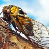 Yellow Cicadas Diamond Paintings