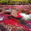 Cano Cristales Colombia Diamond Paintings