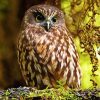 Cool Morepork Diamond Paintings