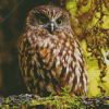 Cool Morepork Diamond Paintings