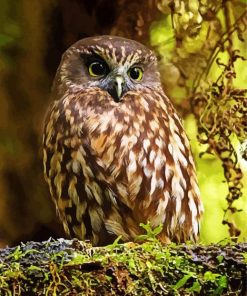 Cool Morepork Diamond Paintings