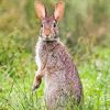 Cute Cottontail Rabbit Diamond Paintings