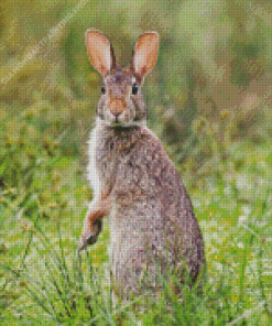 Cute Cottontail Rabbit Diamond Paintings