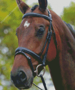 Horse With Bridle Diamond Paintings