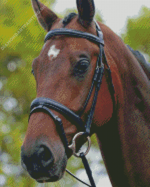 Horse With Bridle Diamond Paintings