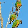 Senegal Parrot Birds Diamond Paintings