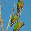 Senegal Parrot Birds Diamond Paintings