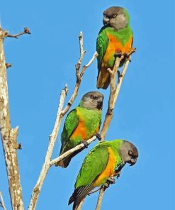 Senegal Parrot Birds Diamond Paintings