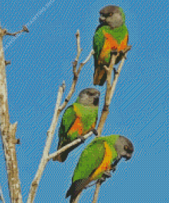 Senegal Parrot Birds Diamond Paintings