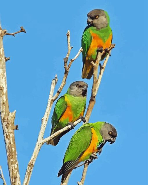 Senegal Parrot Birds Diamond Paintings