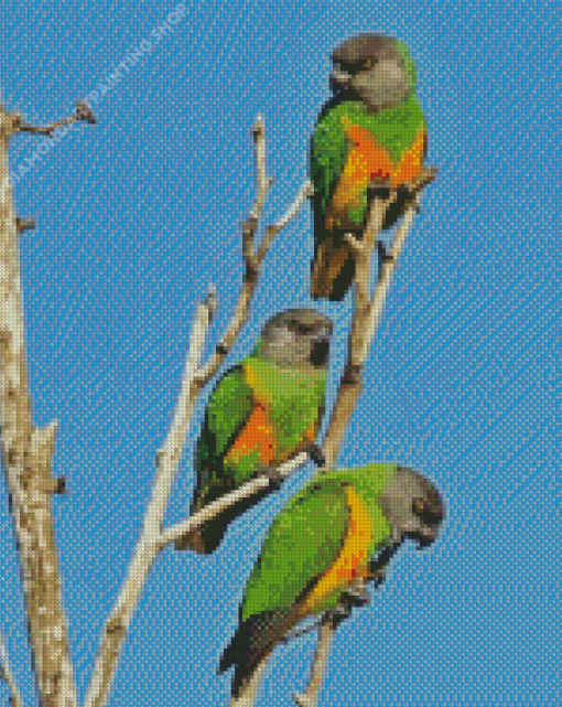 Senegal Parrot Birds Diamond Paintings