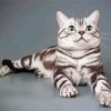 American Shorthair Cat Diamond Paintings