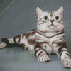 American Shorthair Cat Diamond Paintings