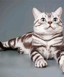 American Shorthair Cat Diamond Paintings