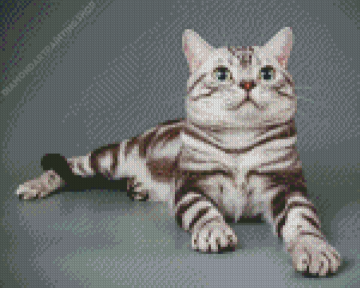 American Shorthair Cat Diamond Paintings