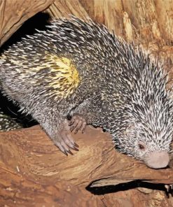 Brazilian Porcupine Diamond Paintings