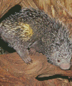 Brazilian Porcupine Diamond Paintings