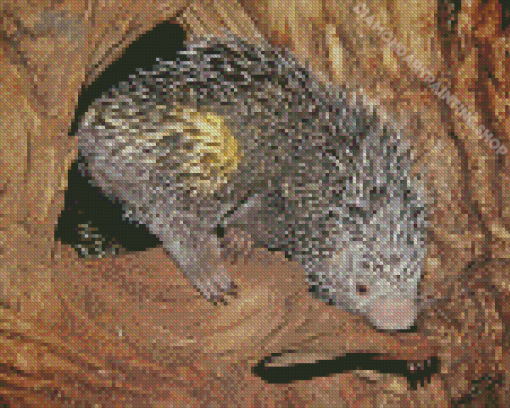 Brazilian Porcupine Diamond Paintings