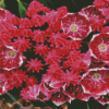 Mountain Laurel Diamond Paintings