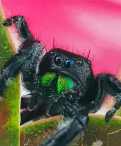 Tarantula Diamond Paintings