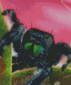 Tarantula Diamond Paintings