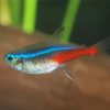 Neon Tetras Fish Diamond Paintings