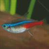 Neon Tetras Fish Diamond Paintings