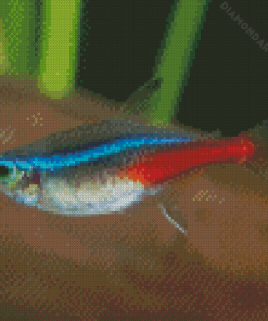 Neon Tetras Fish Diamond Paintings