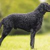 Curly Coated Retriever Diamond Paintings