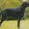 Curly Coated Retriever Diamond Paintings