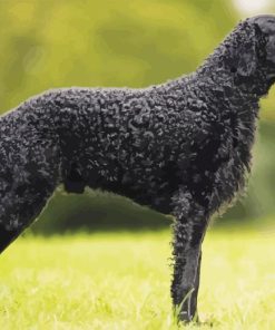 Curly Coated Retriever Diamond Paintings