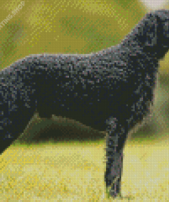 Curly Coated Retriever Diamond Paintings