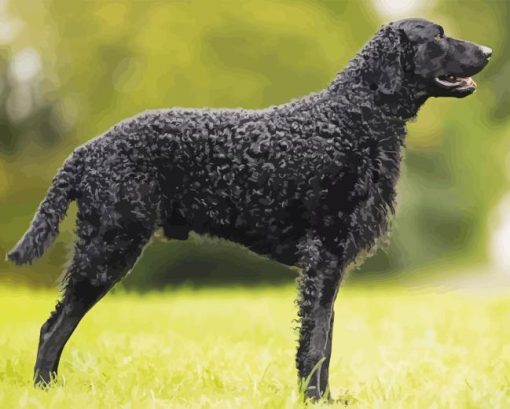 Curly Coated Retriever Diamond Paintings