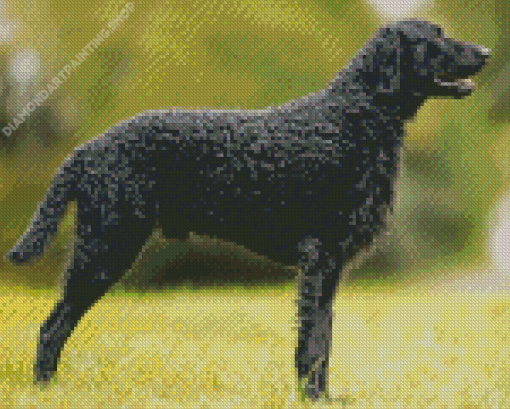 Curly Coated Retriever Diamond Paintings