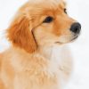 Cute Golden Retriever Diamond Paintings