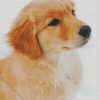 Cute Golden Retriever Diamond Paintings