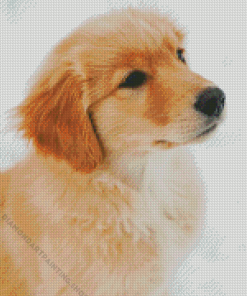 Cute Golden Retriever Diamond Paintings