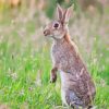 European Rabbit Diamond Paintings